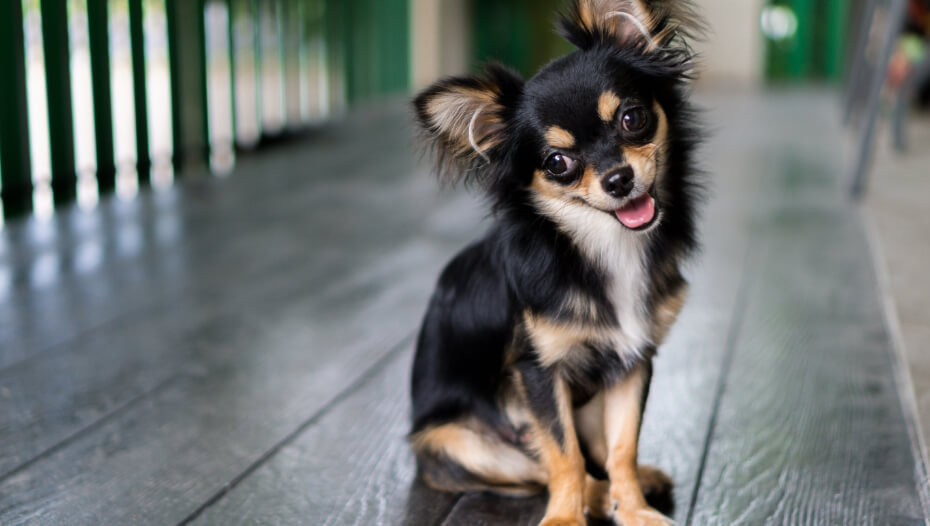 Purebred long sales haired chihuahua